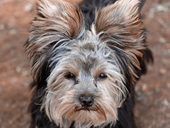 Gallery - SA Dog Training